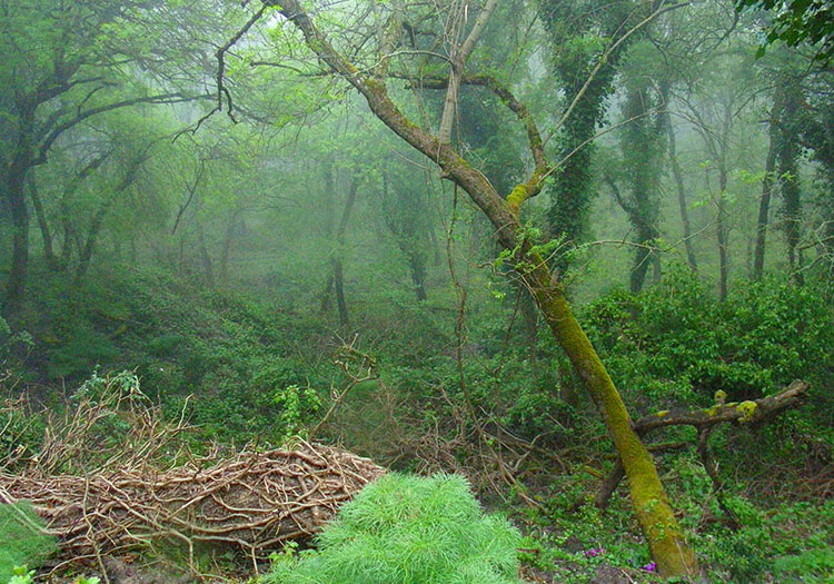 Bosco della Ficuzza